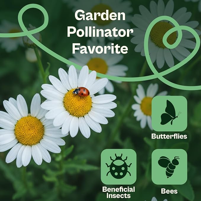 SVI 1000 Alaska Shasta Daisy Seeds (Leucanthemum) – White Daisy Flowers Seed Packets Bulk – Heirloom Wild Flowers, Perennial Flower Seeds for Indoor Garden & Outdoor Garden, Containers, Flower Beds