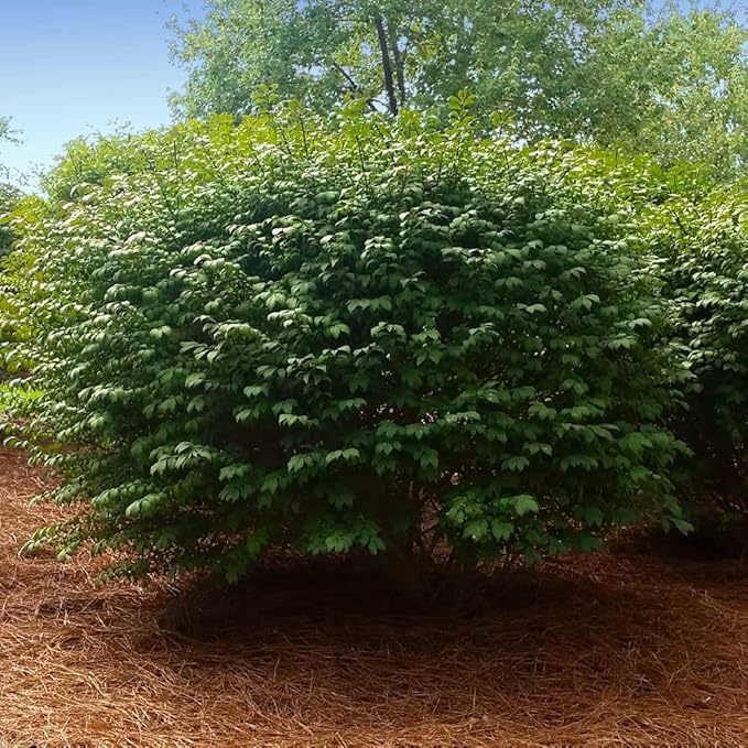 Brighter Blooms - Dwarf Burning Bush, 2 Gallon - No Shipping to AK, AZ, HI, IA, MA, MD, ME, MO, NH, NY, OR, PA, VT, WI
