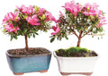 Brussel's Bonsai - Live Satsuki Azalea Bonsai Tree 2-Pack, Outdoor Flowering Bonsai Tree Live Plant, 5 Years Old, 5-8 Inches Tall, Twin Bonsai Set with Pots for Patio Garden (Small)