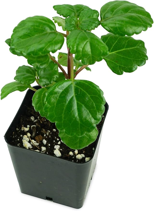Josh's Frogs Plectranthus Australis - Swedish Ivy (Green)