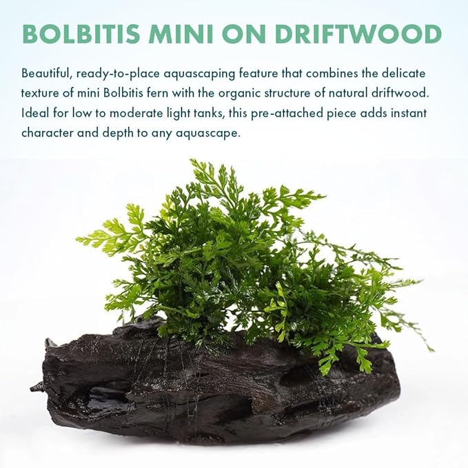 SubstrateSource Live Planted Decor - Mini Bolbitis on Driftwood - Light Green Aquatic Plant with Lush Foliage, Foreground to Midground Epiphytic Fern Placement for Aquascaping - Medium, 1 Pack