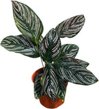 PLANTVERS Live Calathea Plant – Easy Care & Low Maintenance Tropical Houseplant – Air Purifying Indoor Plant for Low Light & Home Décor (Calathea Ornata Pinstripe 4" Grow Pot, 4" Grow Pot)