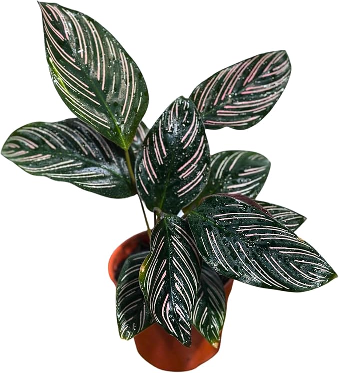 PLANTVERS Live Calathea Plant – Easy Care & Low Maintenance Tropical Houseplant – Air Purifying Indoor Plant for Low Light & Home Décor (Calathea Ornata Pinstripe 4" Grow Pot, 4" Grow Pot)