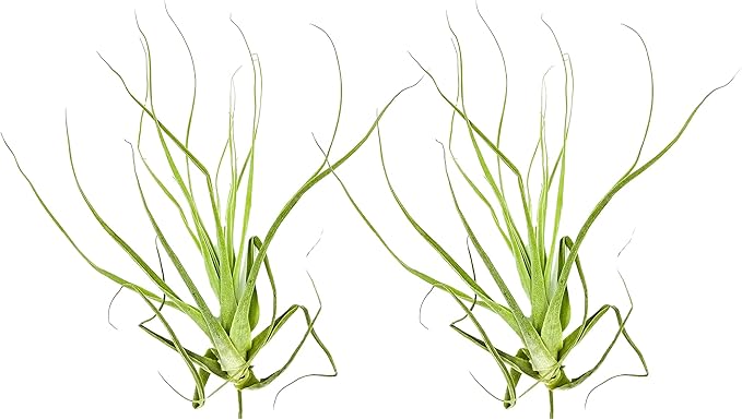 ragnaroc Air Plants - Tillandsia Straminea Jumbo 6-9" - 2ct - Live Arrival Guaranteed - House Plants for Home Decor & Gift