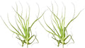 ragnaroc Air Plants - Tillandsia Straminea Jumbo 6-9" - 2ct - Live Arrival Guaranteed - House Plants for Home Decor & Gift