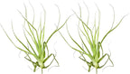ragnaroc Air Plants - Tillandsia Straminea Jumbo 6-9" - 2ct - Live Arrival Guaranteed - House Plants for Home Decor & Gift