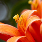 Flame Vine Plant Seeds, 100+ Climing Firecracker Vine Seeds Attracts Pollinators, Heirloom Pyrostegia Venusta Flower Seed for Garden Home Outdoor