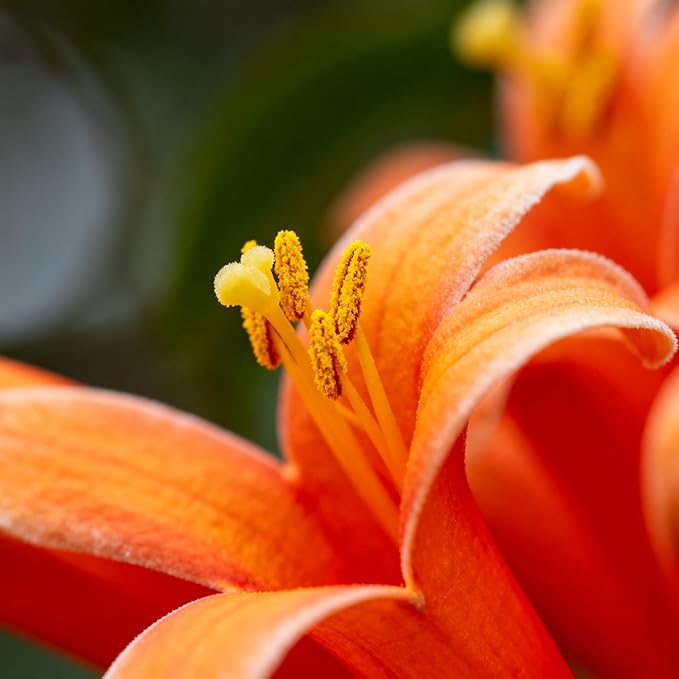 Flame Vine Plant Seeds, 100+ Climing Firecracker Vine Seeds Attracts Pollinators, Heirloom Pyrostegia Venusta Flower Seed for Garden Home Outdoor