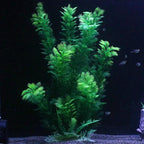 Hamiledyi Aquarium Plants Plastic Decor Fish Tank Green Decorations Plants Ornament Safe for All Fish,Extra Large 23-inch Tall, 2 Pack（Green Style A）