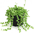 String of Pearls Live Succulent, 2 Inch Fully Rooted Potted Plant, Easy Care & Drought Tolerant, Trailing Indoor Houseplant for Home Decor