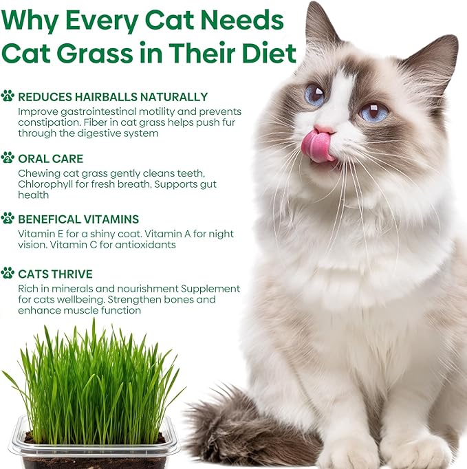 Groundio Cat Grass Seeds, All in 1 Growing Kit for Indoor Cats, Organic Cat Grass Seed with High Germination Rate, Heirloom | Non-GMO | Coco Coir | BPA Free Container