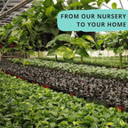 2" Calathea Live Plant Collection (4-Pack) – Assorted Indoor House Plants in Grower Pots, Easy Care Tropical Houseplants, Pet Friendly Indoor Plants for Home or Office