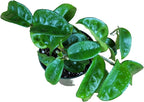 Hoya Krinkle 8 Live Hoya Plant Pink Flowers with Chocolate Smells Available in 2", 4", and 6" Pot (4" Pot)