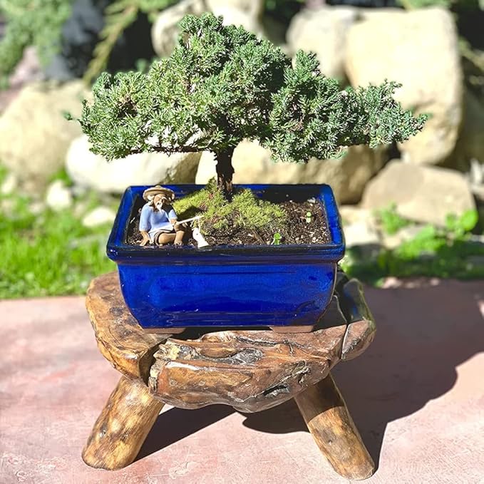 Live Dwarf Juniper Bonsai Tree | Indoor/Outdoor | 100% Handcrafted| Home and Office Décor | Best Gift for Holiday (M)