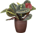 Thorsen's Greenhouse Red Prayer Plant, Live Indoor Plant, Pet Friendly, Popular Houseplant, Red Maranta, Easy to Grow, 4" Diameter Pot (Copper)