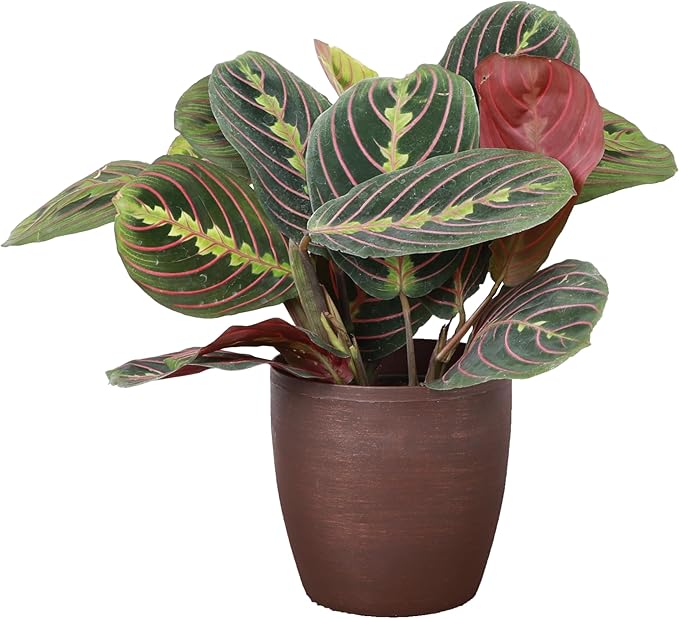 Thorsen's Greenhouse Red Prayer Plant, Live Indoor Plant, Pet Friendly, Popular Houseplant, Red Maranta, Easy to Grow, 4" Diameter Pot (Copper)