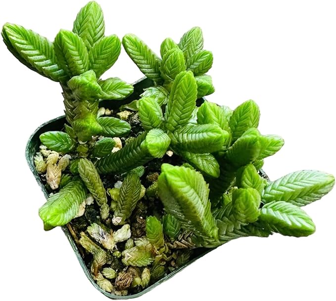 Live Succulent Cactus Plants (2" Pot Crassula Pyramidalis)