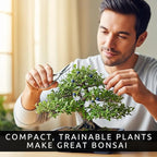 Blueberry Bonsai Tree Seedling – 1 Year Old Live Plant, Well Rooted Fruit Bearing Shrub for Container Growing, Edible Bonsai Starter for Patio, Indoor or Outdoor Gardening