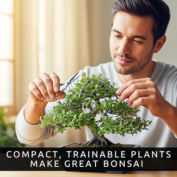 Blueberry Bonsai Tree Seedling – 1 Year Old Live Plant, Well Rooted Fruit Bearing Shrub for Container Growing, Edible Bonsai Starter for Patio, Indoor or Outdoor Gardening