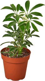 Schefflera Moonlight Live Plant for Indoor | Different Houseplants in 4'' & 6'' Pot | Real House Plant for Living Room, Office, Desk & Bathroom | Dwarf Umbrella Tree