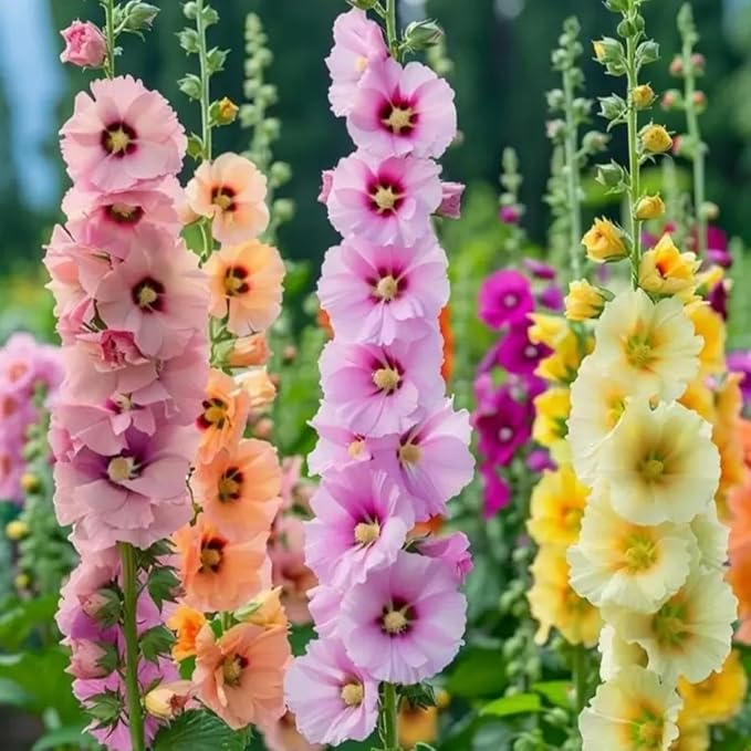 300+ Hollyhock Seeds for Planting Multicolored Heirloom Double Hollyhock Seeds, Rare Biennial Attracts Pollinators