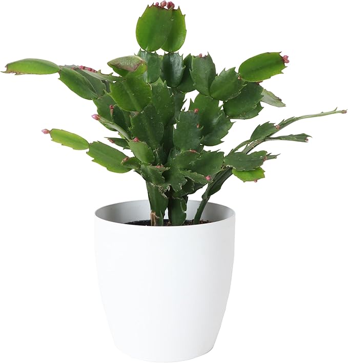 Thorsen's Greenhouse Holiday Cactus, Christmas Cactus, Live Indoor Plant, Pet Safe, 4" Diameter Pot, Classic Pot Cover (White)