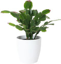 Thorsen's Greenhouse Holiday Cactus, Christmas Cactus, Live Indoor Plant, Pet Safe, 4" Diameter Pot, Classic Pot Cover (White)