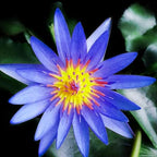 Live Waterlilies Rhizome Tuber Pre-Grown Tropical Waterliles Freshwater Indoor-Outdoor Pond Decoration Blue Flower