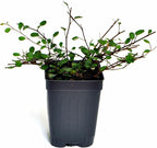 Muehlenbeckia complexa, Fairy Vine, Container Size: 3" (2.6x3.5)
