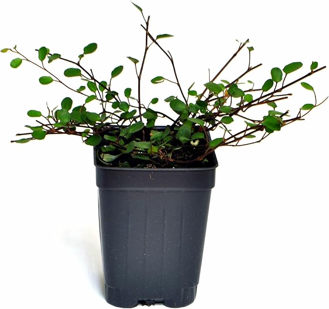 Muehlenbeckia complexa, Fairy Vine, Container Size: 3" (2.6x3.5)