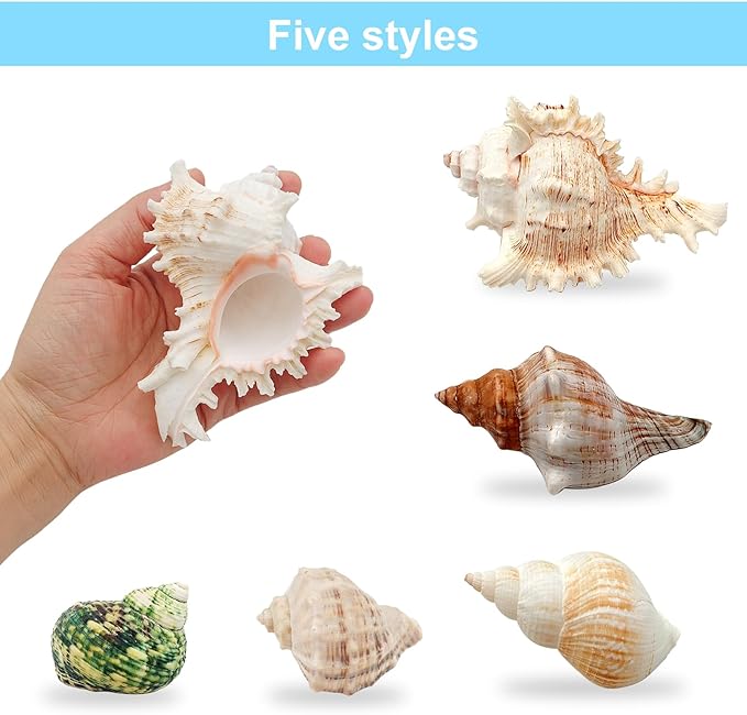 5 Pack Conch Sea Shell Air Plant Holder Natural Conch Plant Pots Holder Decorative Cute Tillandsia Succulent Display Container Table Centerpiece for Home Garden Decoration