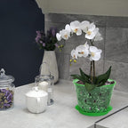 Orchid Pot, 6.7 Inch 8 Pack Orchid Pots with Holes and Saucers,Plastic Orchid Planter - Green Emerald