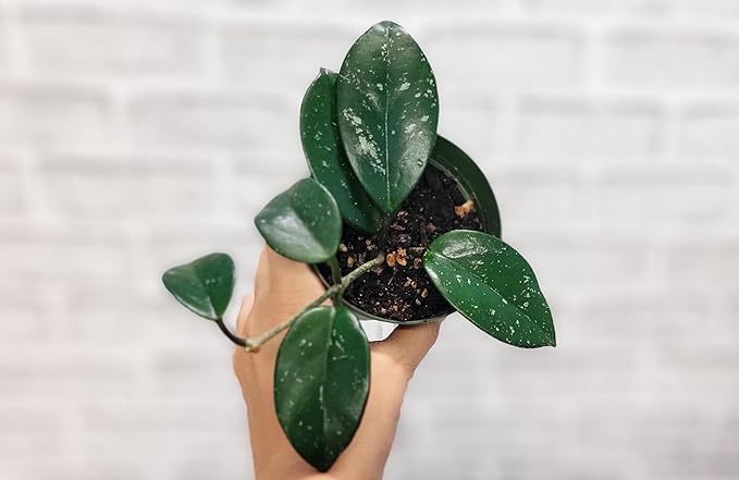 Hoya Verticillata 'Acuta' Live Rare Exotic Tropical Indoor Houseplants in 4 Inch Pot, Ideal Live Indoor Plants for Home or Office Decoration, Housewarming Gift by 3exoticgreen