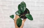 Hoya Verticillata 'Acuta' Live Rare Exotic Tropical Indoor Houseplants in 4 Inch Pot, Ideal Live Indoor Plants for Home or Office Decoration, Housewarming Gift by 3exoticgreen