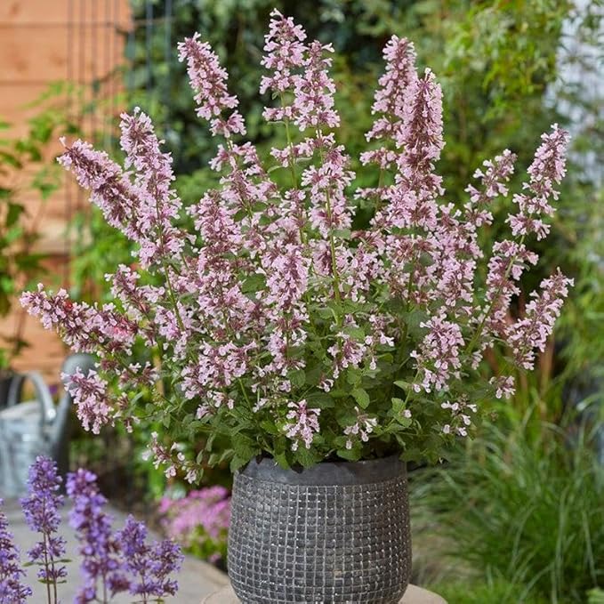 RedCrocus Whispurr Pink' Catmint Nepeta x faassenii, Bushy Perennial for Borders & Containers, Attracts Pollinators, Pet Safe, Drought Tolerant, Easy Care, 12 2 Gallon