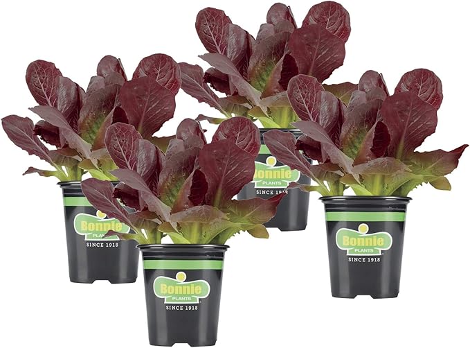Bonnie Plants Red Lettuce 19.3 oz. 4-pack