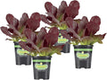 Bonnie Plants Red Lettuce 19.3 oz. 4-pack