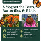 Coyote Mint 6 Live Plants (Monardella villosa) – California Native Wildflower for Outdoor Gardens, Drought Tolerant Pollinator Friendly Landscaping
