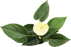 Vanilla Anthurium - 4" from California Tropicals