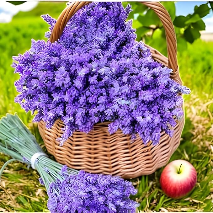 4 Lavender Plants Live Starter Plants 4-6" in Tall, Hardy Perennial Lavender for Garden and Landscape with Fragrant Purple Blooms, No Pot (Random)