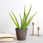 Thorsen's Greenhouse Aloe Vera, Live Indoor Plant, Aloe barbadensis, Easy to Grow, Succulent, Natural Air Purifier, 4" Diameter Pot (Coffee)