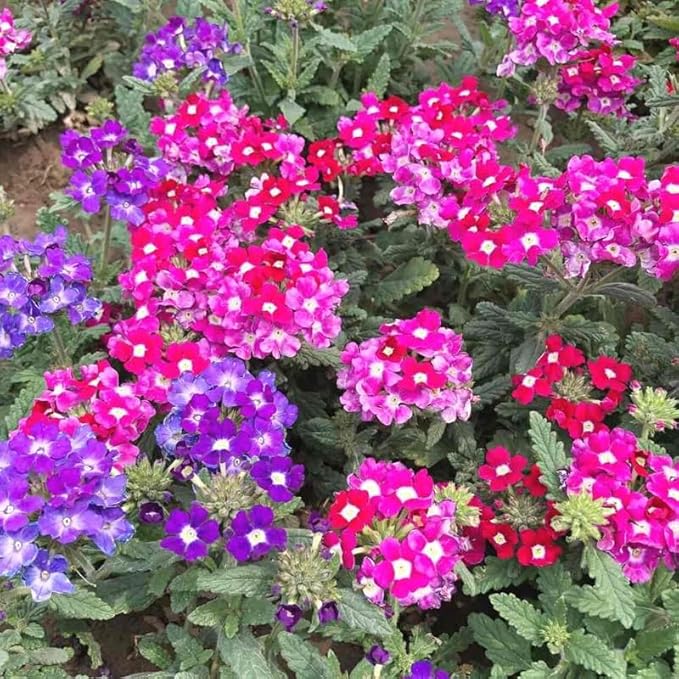 3 Mixed Verbena Plants Live, Hardy Perennial Flower, 4-8 Inches Tall, Outdoor Garden Plant