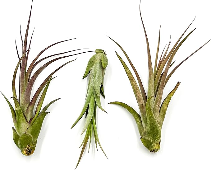 ragnaroc Live Air Plant – Tillandsia Capiput, Jumbo 6-9” - 3 ct - Live Arrival Guaranteed - House Plants for Home Decor & Gift