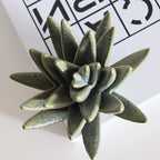 Ceramic Succulent Flowers Table Top with Stable Base, 3D Handmade Tablescape Decorative (Cactus)