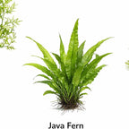 Live Aquarium Plants Bundle - Assorted Freshwater Plants - Low | Medium | High Light