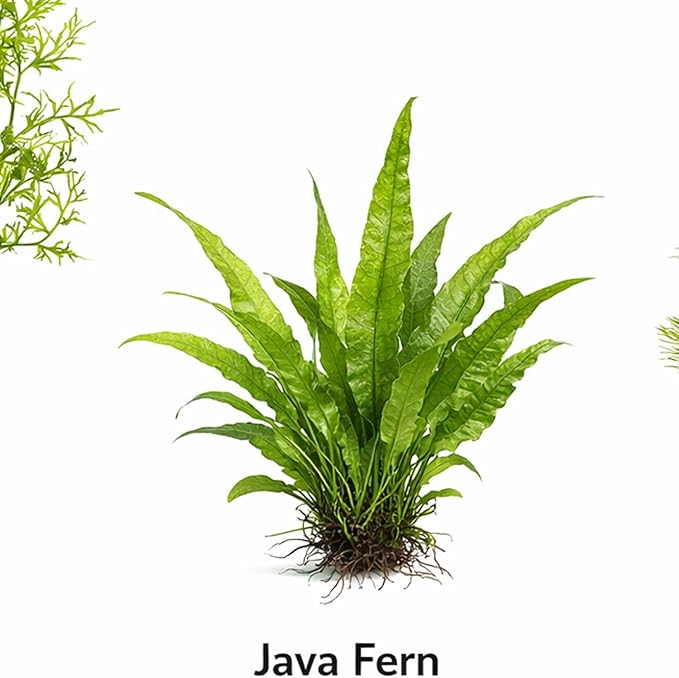 Live Aquarium Plants Bundle - Assorted Freshwater Plants - Low | Medium | High Light
