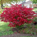 Red Burning Bush Shrub Live Plant, 2.5 Inches Pot, Dwarf Burning Bush Live Plant
