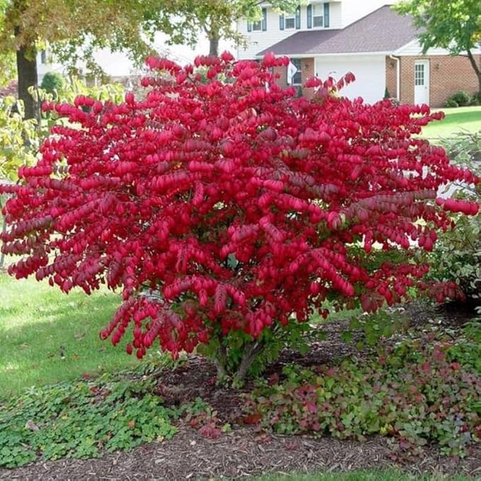Red Burning Bush Shrub Live Plant, 2.5 Inches Pot, Dwarf Burning Bush Live Plant
