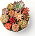 24 Pack Succulents Plants Live, Assorted Mini Succulents Bundle, Easy Care Bare Root Succulent Plants for Indoor Outdoor Decor, Home Office Desk, Terrarium DIY, Gift for Plant Lovers