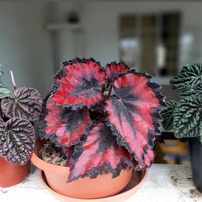 Trailing Begonia Plant Live, Rare Begonias Live Plant, 4-8 Inc Starter Indoor Outdoor Houseplant (Red Begonia)
